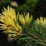 PINUS CONTORTA TAYLORS SUNBURST Lodgepole Pine